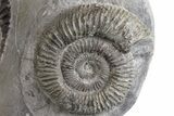 Two Ammonite (Dactylioceras) Fossils In Concretion - England #181897-2